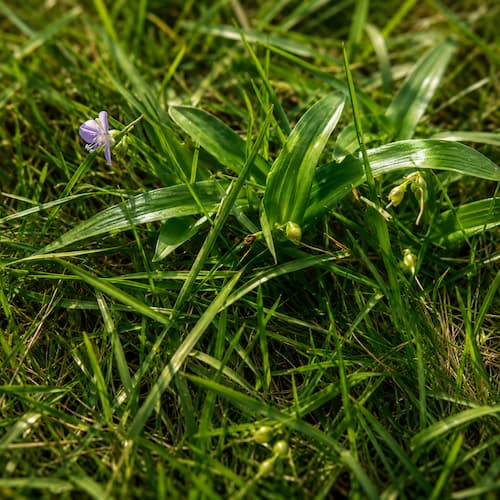 Doveweed
