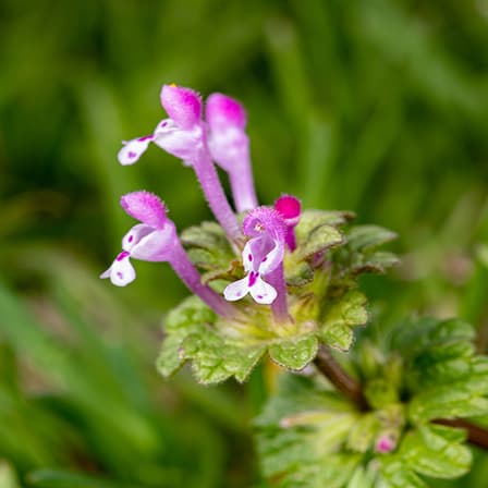 Henbit
