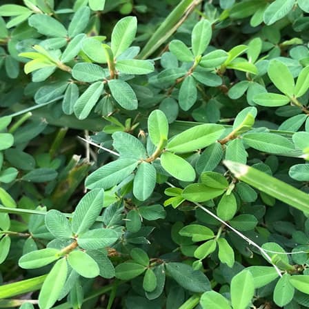 Lespedeza