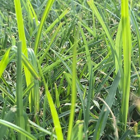 Nutsedge