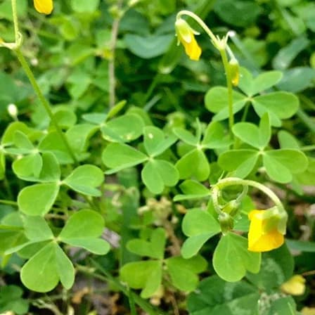 Oxalis