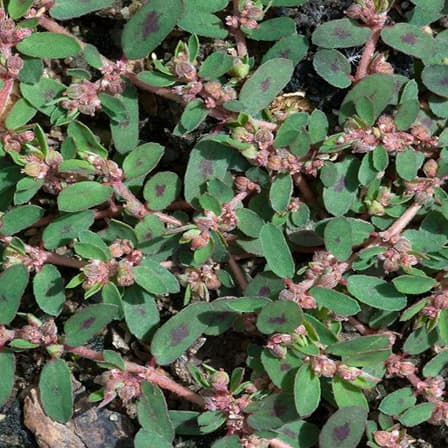 Spotted Spurge