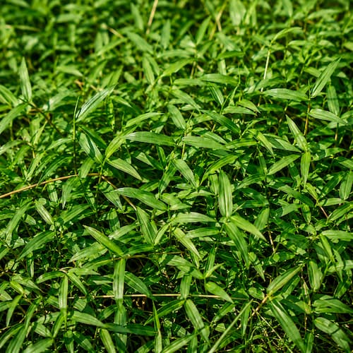 Stiltgrass