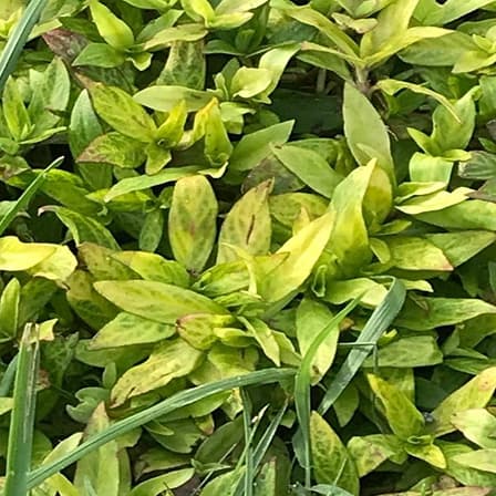 Virginia Buttonweed