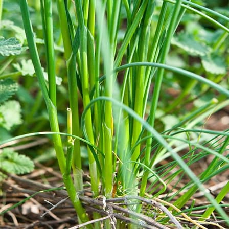 Wild Onion