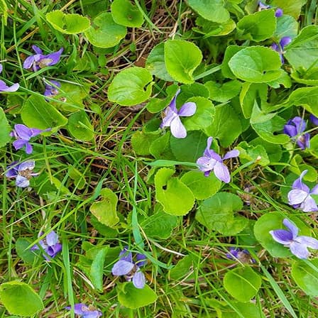 Wild Violet