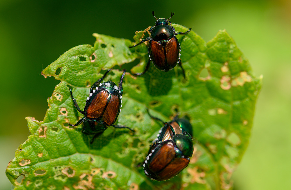 Japanese Beetles eating plant leaves