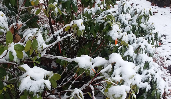 Snow collecting on shrubs