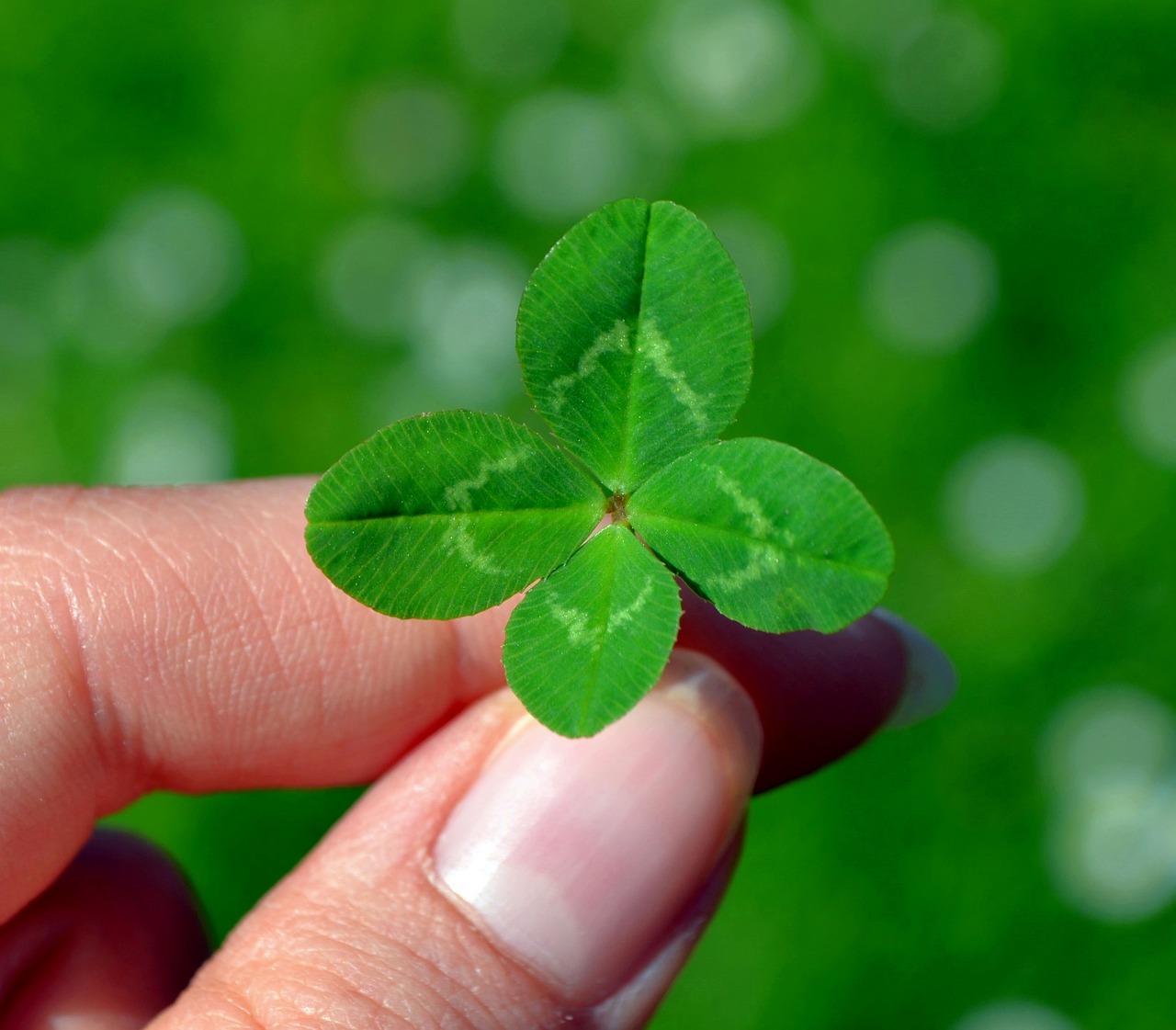What are your odds of finding a four-leaf clover? - The Weather