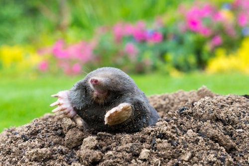 mole-poking-out-of-the-ground