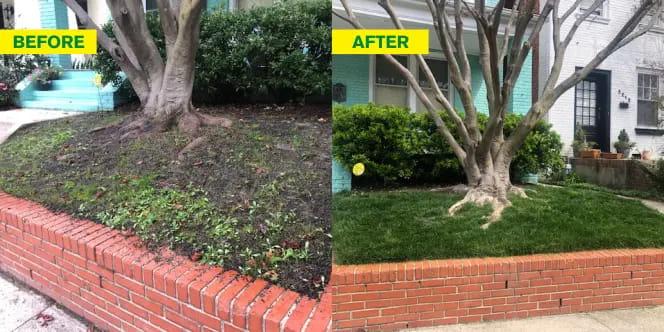 Yard before and after image