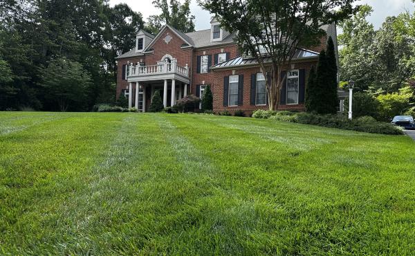 Marinich Lawn of the Month - July