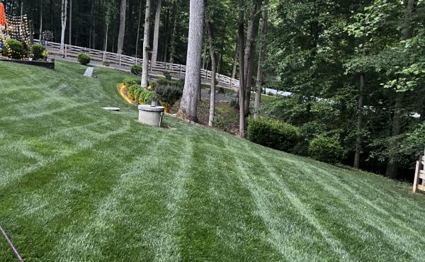 Sam Darnell Lawn of the month - July